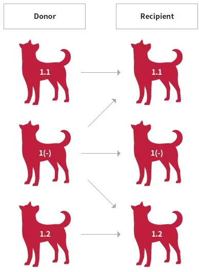 Appealing & Prime Puppy Blood Type Test Health Care Supplies 2022