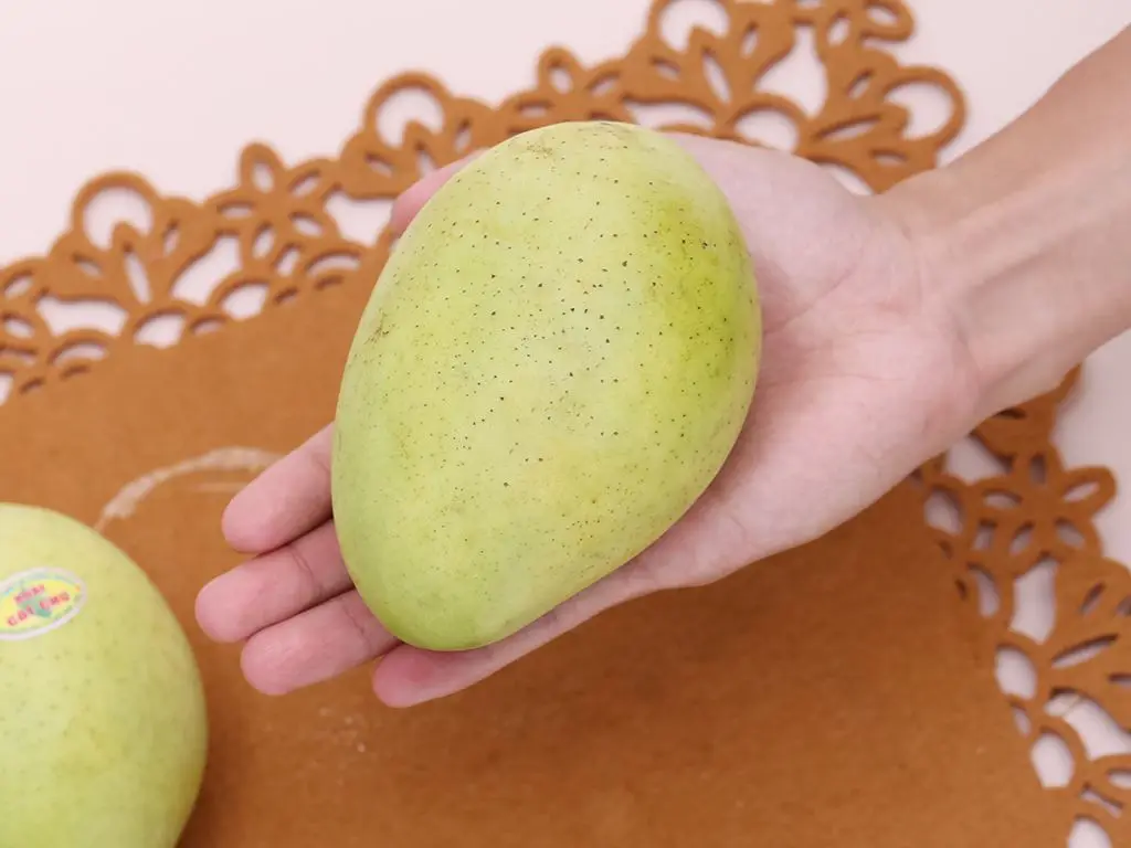 Viet Nam Mango High Quality Premium Cat Chu Mango from Vietnam 100% Natural Sweet OEM Private Label