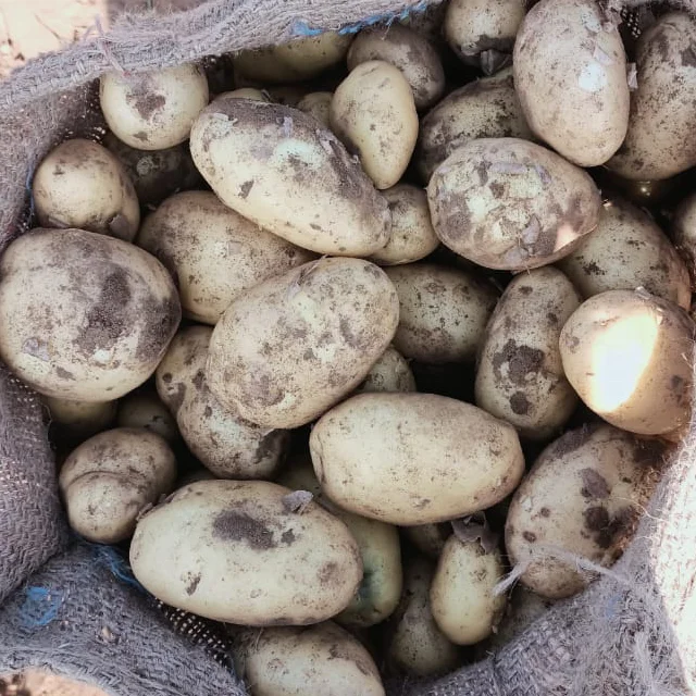 High Quality Fresh Potatoes at Low Cost for Wholesale from India