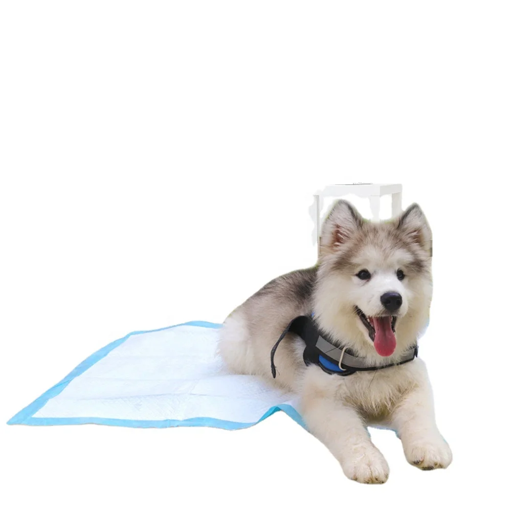 China leading manufacturer disposable pet pee pads for dogs pet training