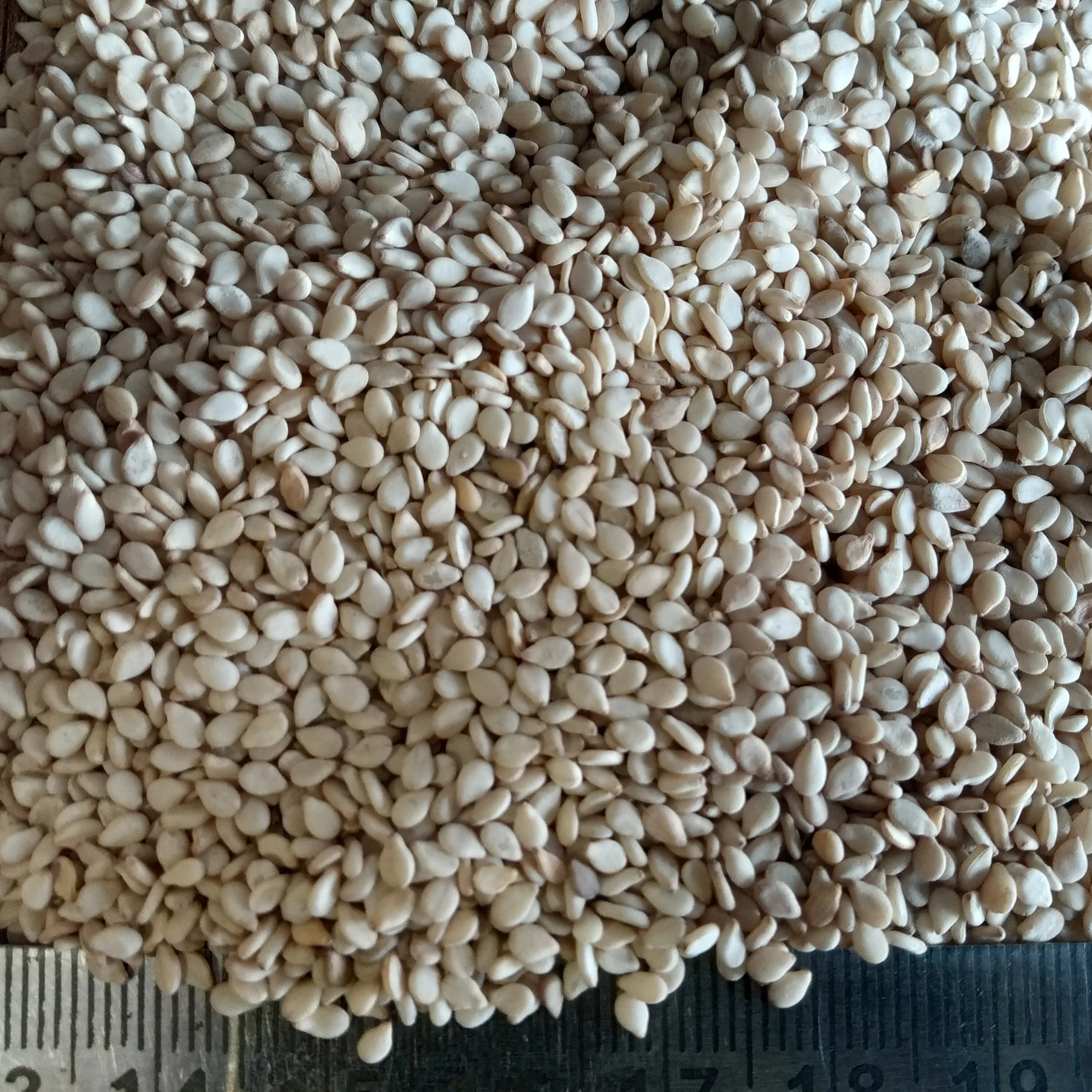  Sesame Natural White