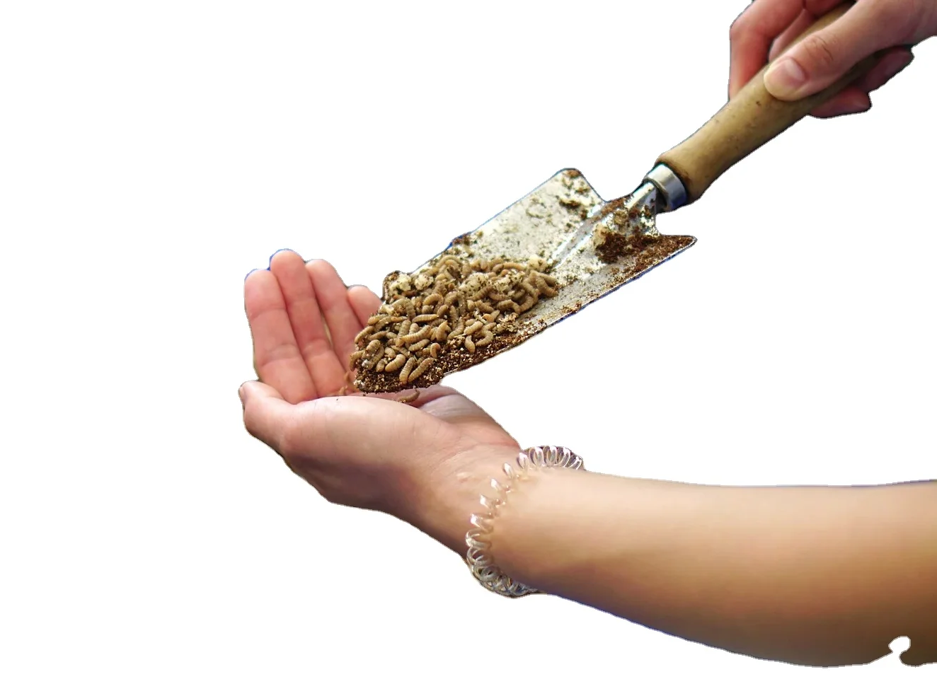 Super High Nutrition 1.5kg Black Soldier Fly Dried Larvae for Strong & Active Physical Growth of Animal