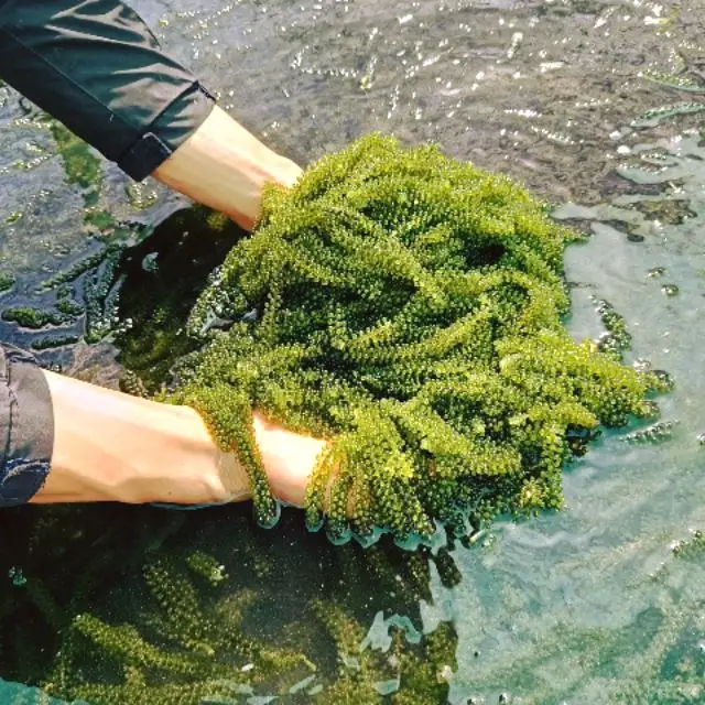 Fresh Green Caviar/Laver from Vietnam Dried and Flavored Packaged in Bags Offered Common Cultivation Type