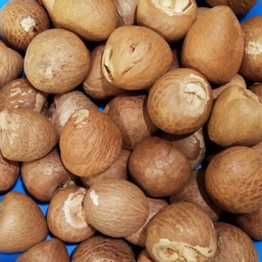 Best Selling Export Quality Areca Whole Betel Nut High Quality Betel Nuts Products From Thailand
