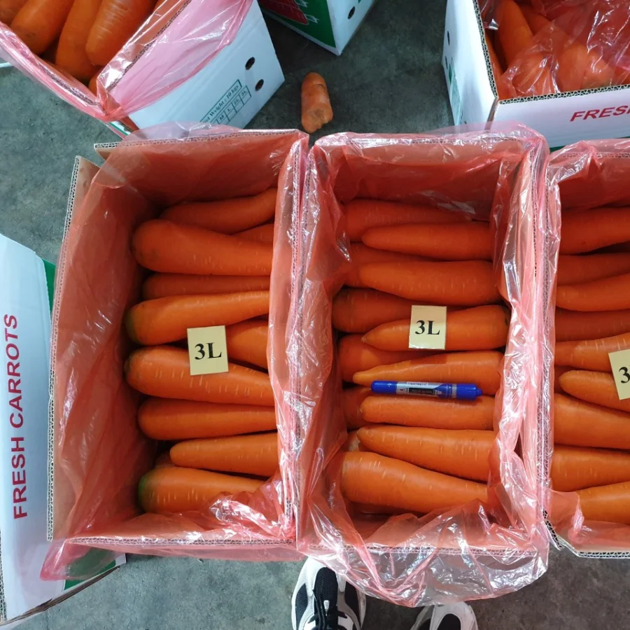 [BIG SALE 2022] New Arrival High Quality Wholesale Fresh Carrots Viet Nam - Cheap Price Ready To Ship