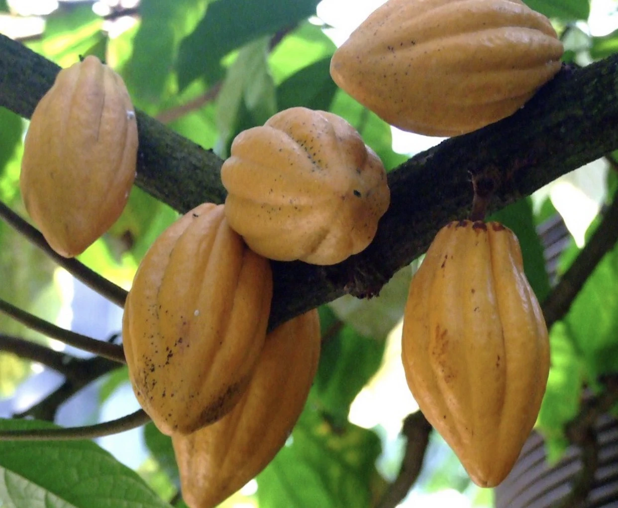 AD Special Chocolate Beans to Bar  Best Product from Thailand  Wide Range of Chocolate and Cacao Best Thai  Agriculturists