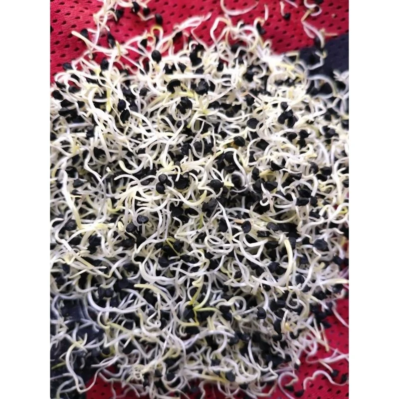 Лук Massine clian Texas grano для свежих овощей