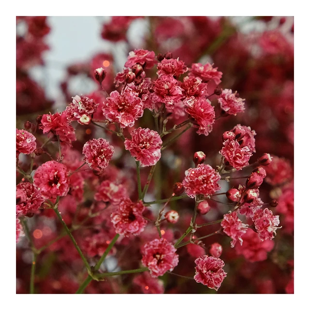 Creative Expression Incorporating Fresh Flowers Tinted Gypsophila in Floral Art Good Price