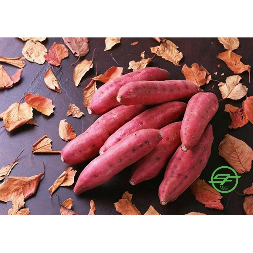 High Quality Customized Low MOQ Fresh Sweet Potato Vietnamese Yellow Sweet Potatoes From Vietnam