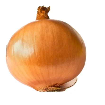 Wholesale New harvest Fresh Chinese onion purple /red /yellow onion onions fresh hybrid onion seeds