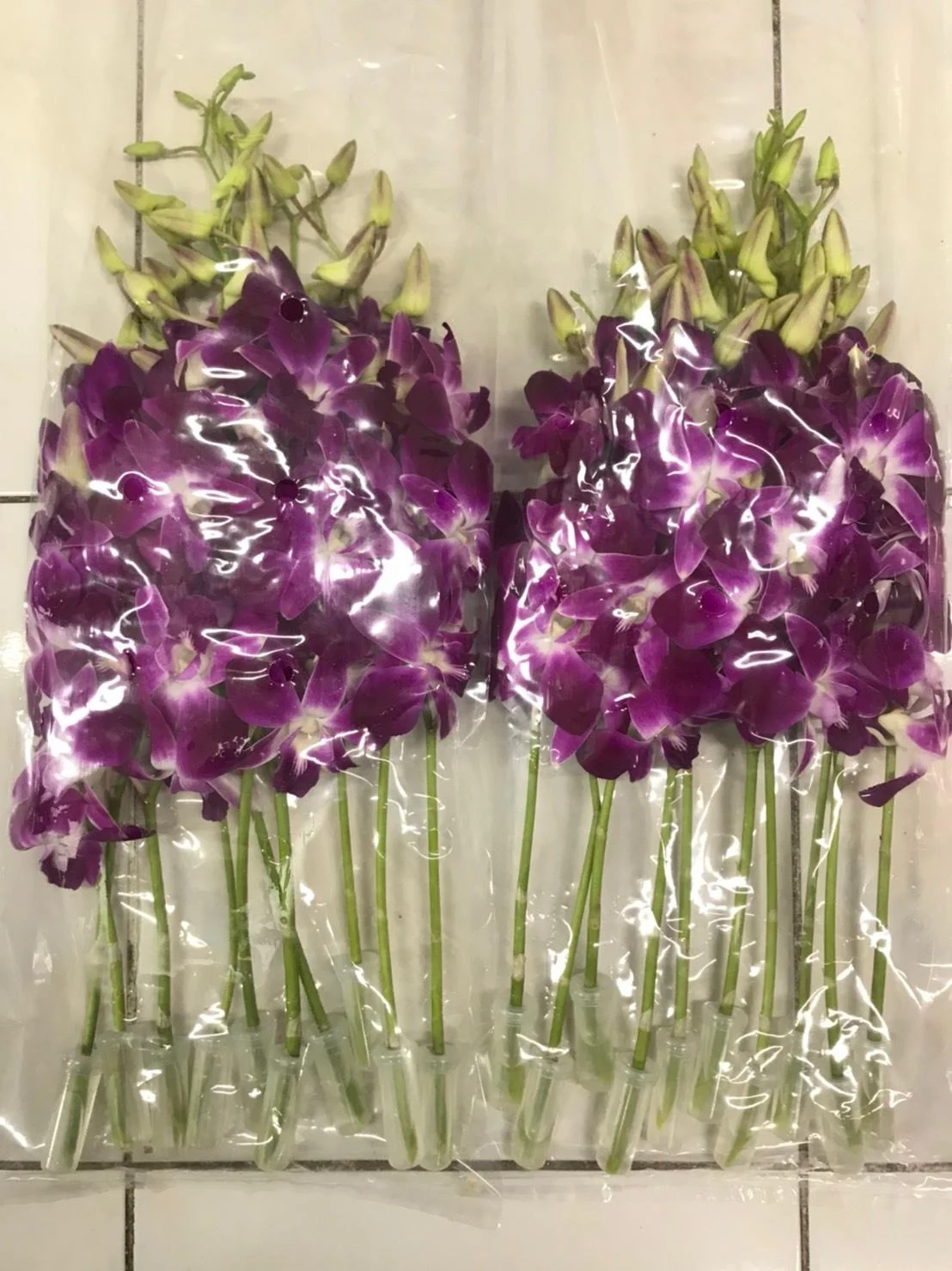 Orchid Flowers Cut flower thai orchids