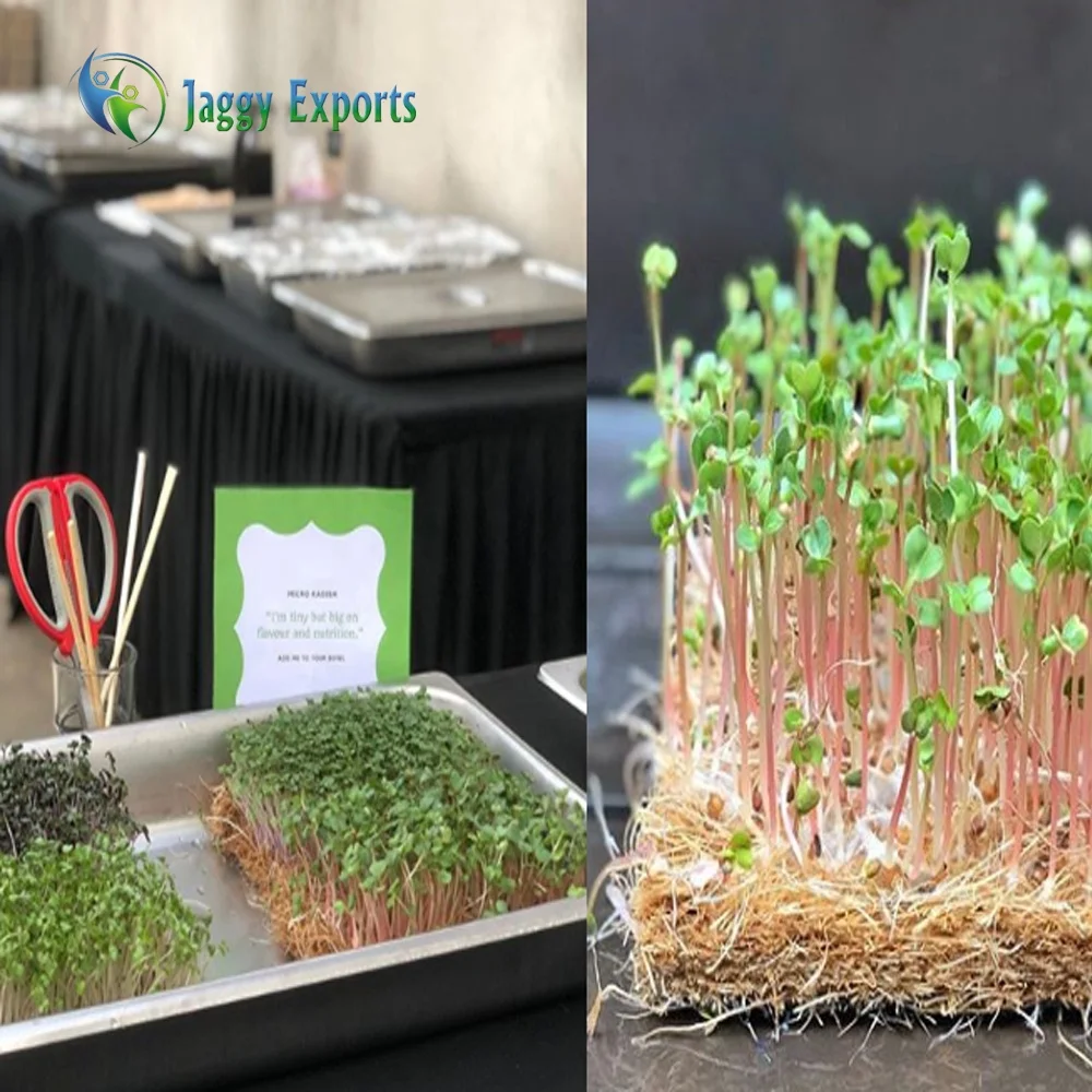 Hot Sale Export Quality Natural Coconut Grow Mat for Micro-greens Germinating Seeds