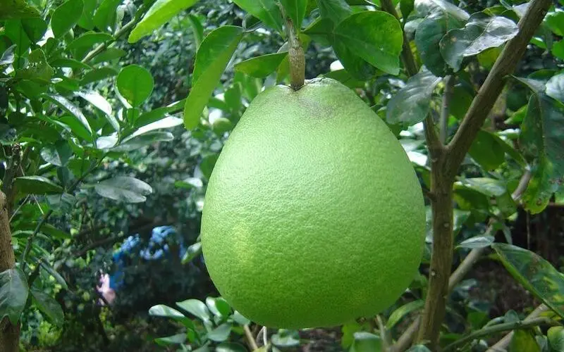 Best Selling Monthong Durian Made In Vietnam So Fresh Premium Quality Fresh Whole Piece /Frozen Pulp Durian Fruit Month