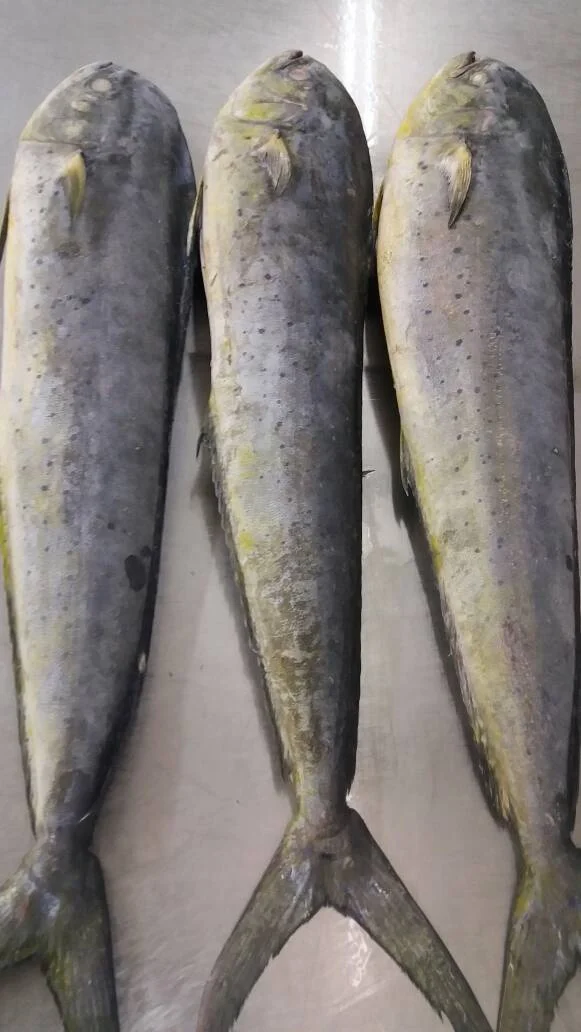FROZEN MAHI FISH-DOLPHIN FISH (CORYPHAENA HIPPURUS) INDIAN EXPORT