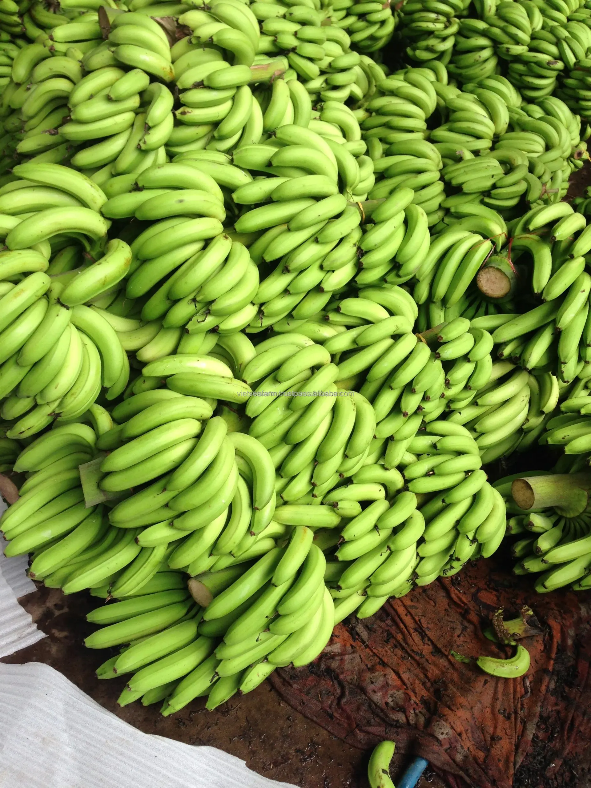 WHOLESALE LABA BANANA WITH HIGH QUALITY AND BEST SELLER COMPETITIVE PRICE FORM VIETNAM IN 2024