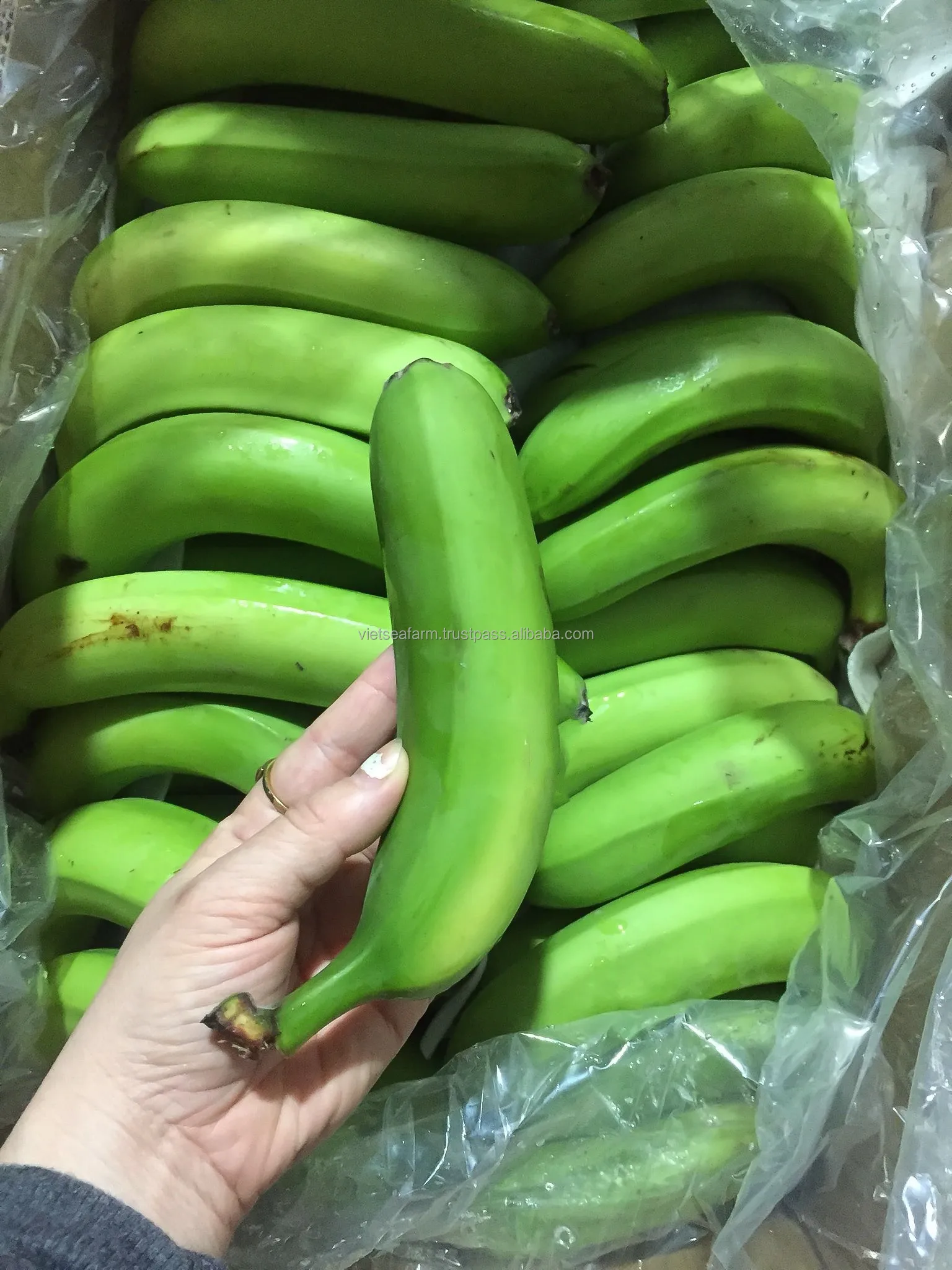 WHOLESALE LABA BANANA WITH HIGH QUALITY AND BEST SELLER COMPETITIVE PRICE FORM VIETNAM IN 2024