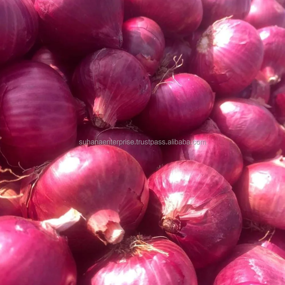 Onion_Pic_3.png