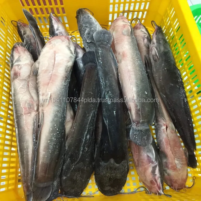 Good Sale Export Whole Round 1- 2kg Land Frozen Catfish from Viet Nam