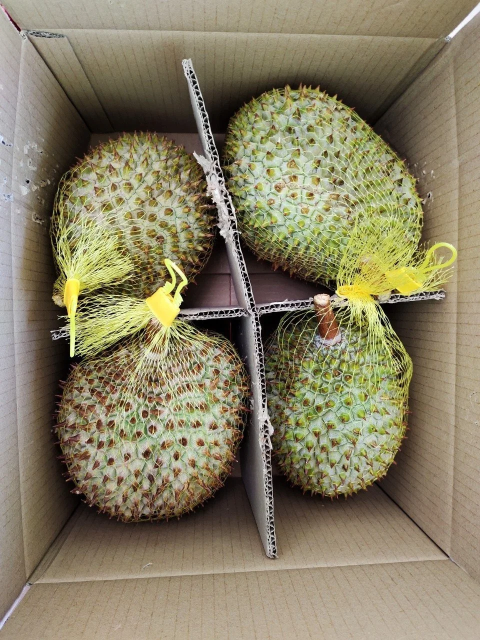 IQF FROZEN DURIAN RI6 CUBE ORIGIN VIETNAM FROM AN VAN THINH FOOD COMPANY AVTFOOD AVTF AVT / CUBO DE DURIAN RI6 CONGELADO