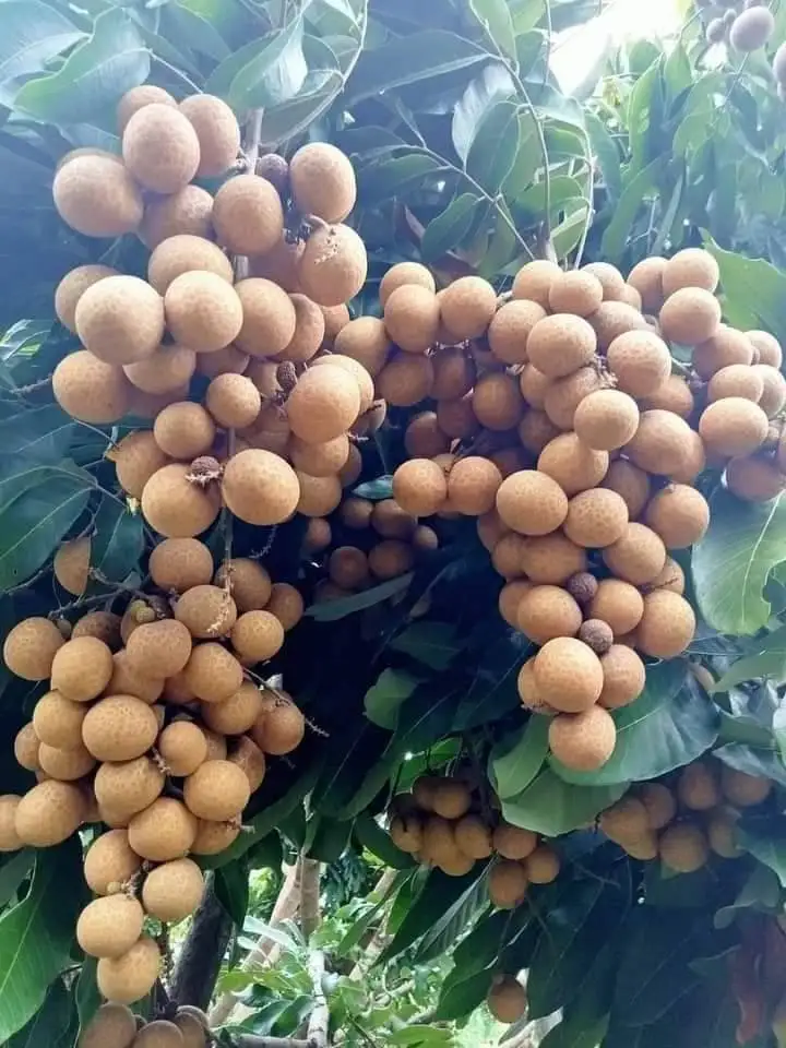 Longanic   Fruit Sweet  From Thailand