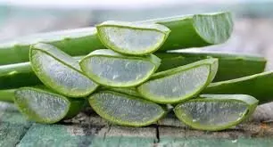 EXPORTING VIETNAMESE ALOE VERA JELLY: HIGH QUALITY, GREAT PRICES