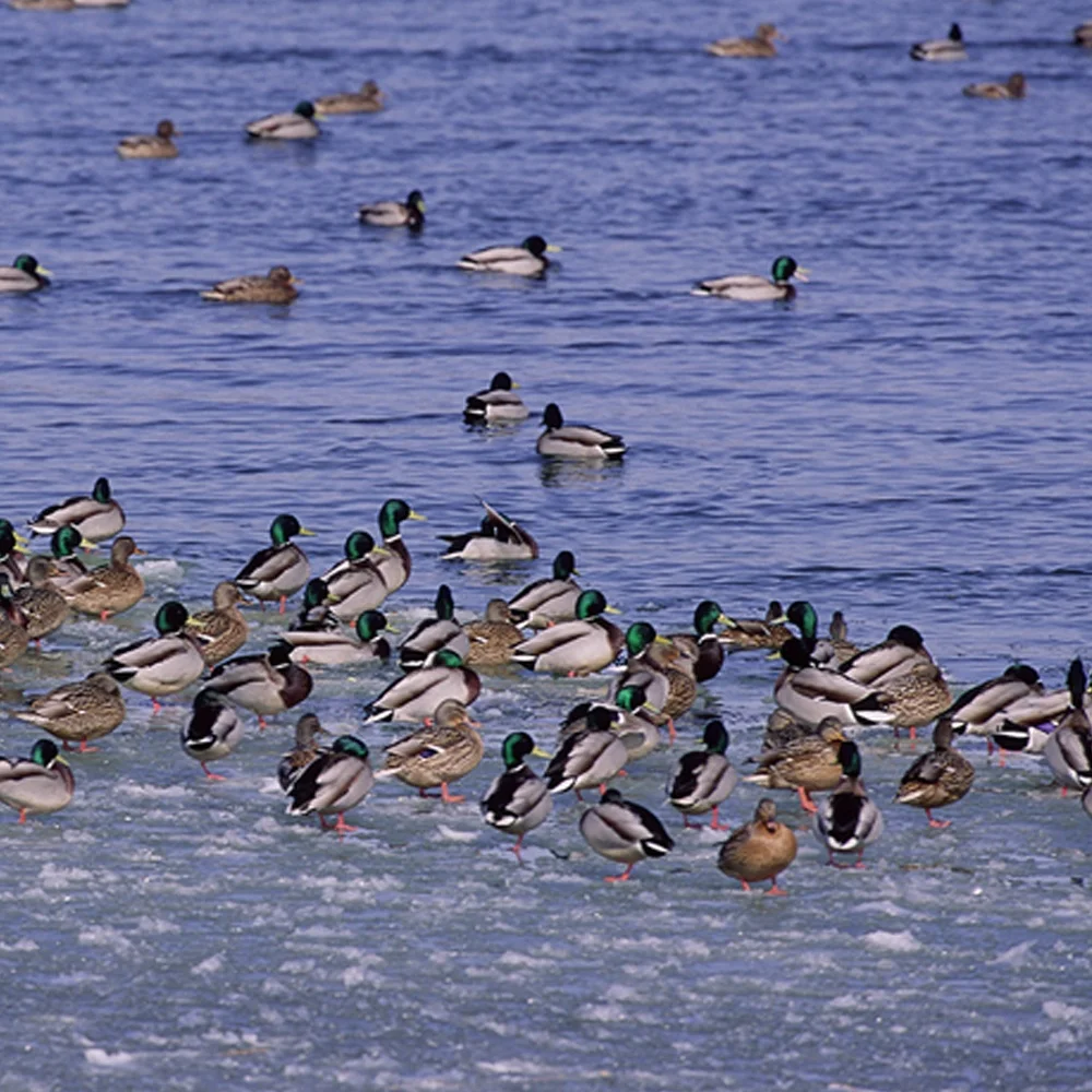 Honghu frozen whole duck meat ready to eat