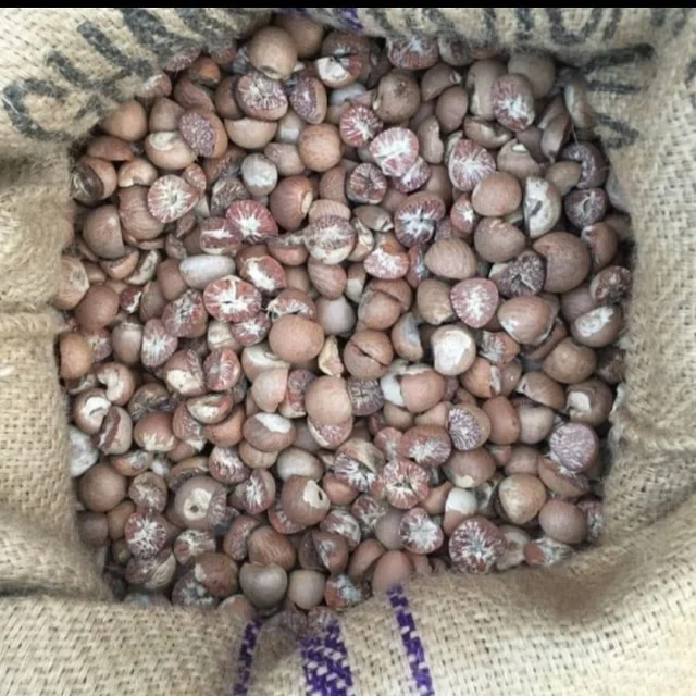 Высшее качество, специи, орехи Betel 90/95, Происхождение Индонезии со стандартным экспортом