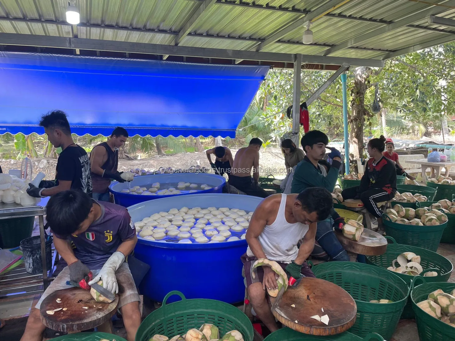 Молодой тайский кокос свежий бренд SAMUI. Фруктовый продукт осушенный кокос. Продукт Таиланда сумасшедший