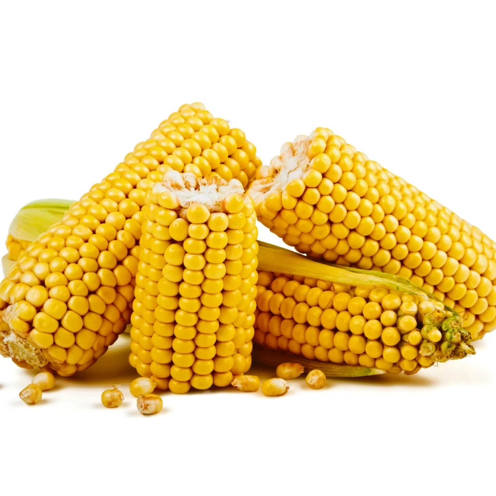 Sweet Yellow Corn Kernels for Human and Animal Feed