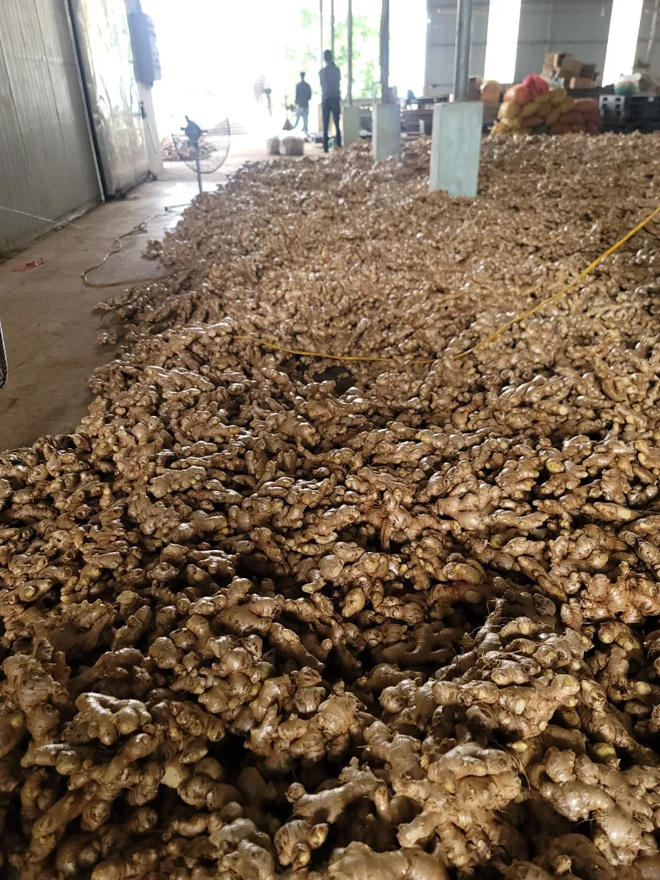 Good Market Price Per Ton Fresh Ginger Wholesale High Quality Dried Ginger Ginger For Export in Vietnam