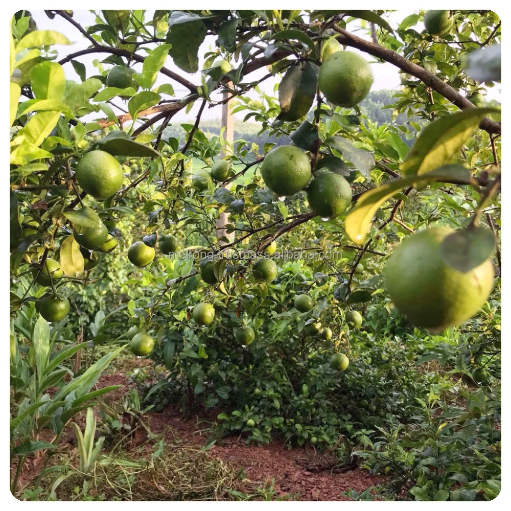 Свежий цитрус Премиум 100% зрелый зеленый кислый вкус свежий без семян лимонный лайм для напитков сок