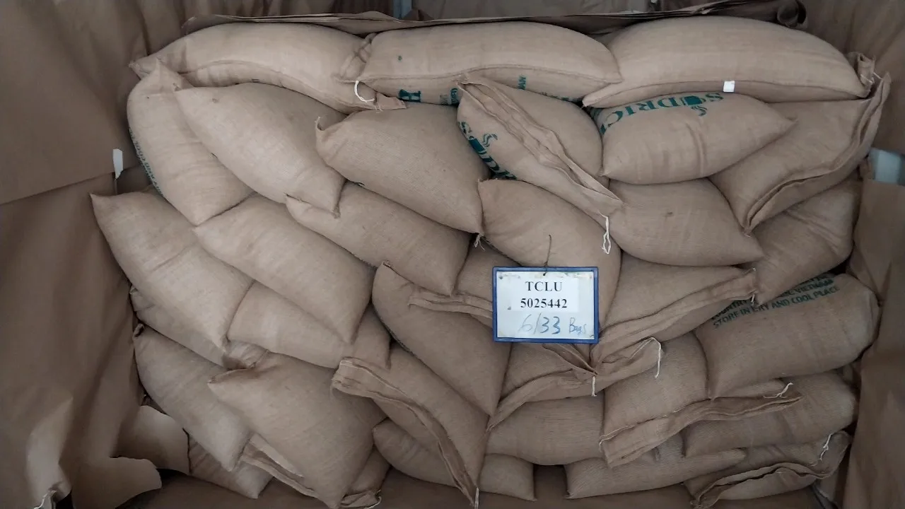 Free Sample Best Price Vietnam Robusta Coffee Green Coffee Bean Robusta Coffee From Vietnam Supplier Fast Shipping