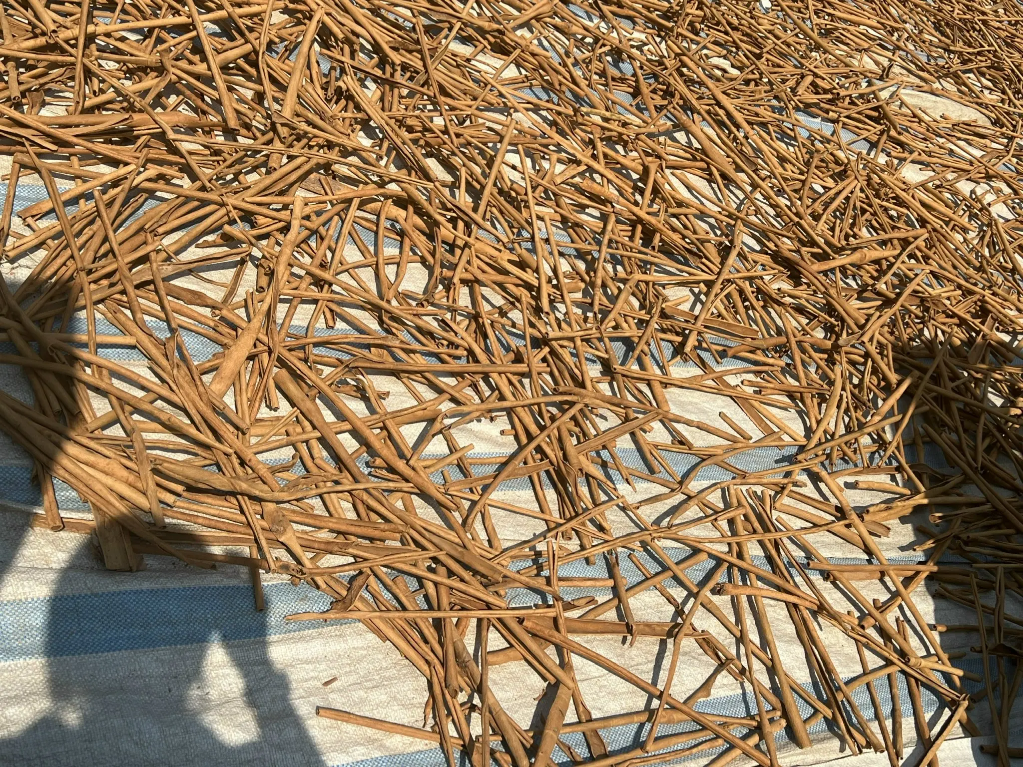 cigarette cassia sticks Hot product spices & herbs100% Natural Dried Cinnamon from Vietnam 2022 (+84 393 411 961)