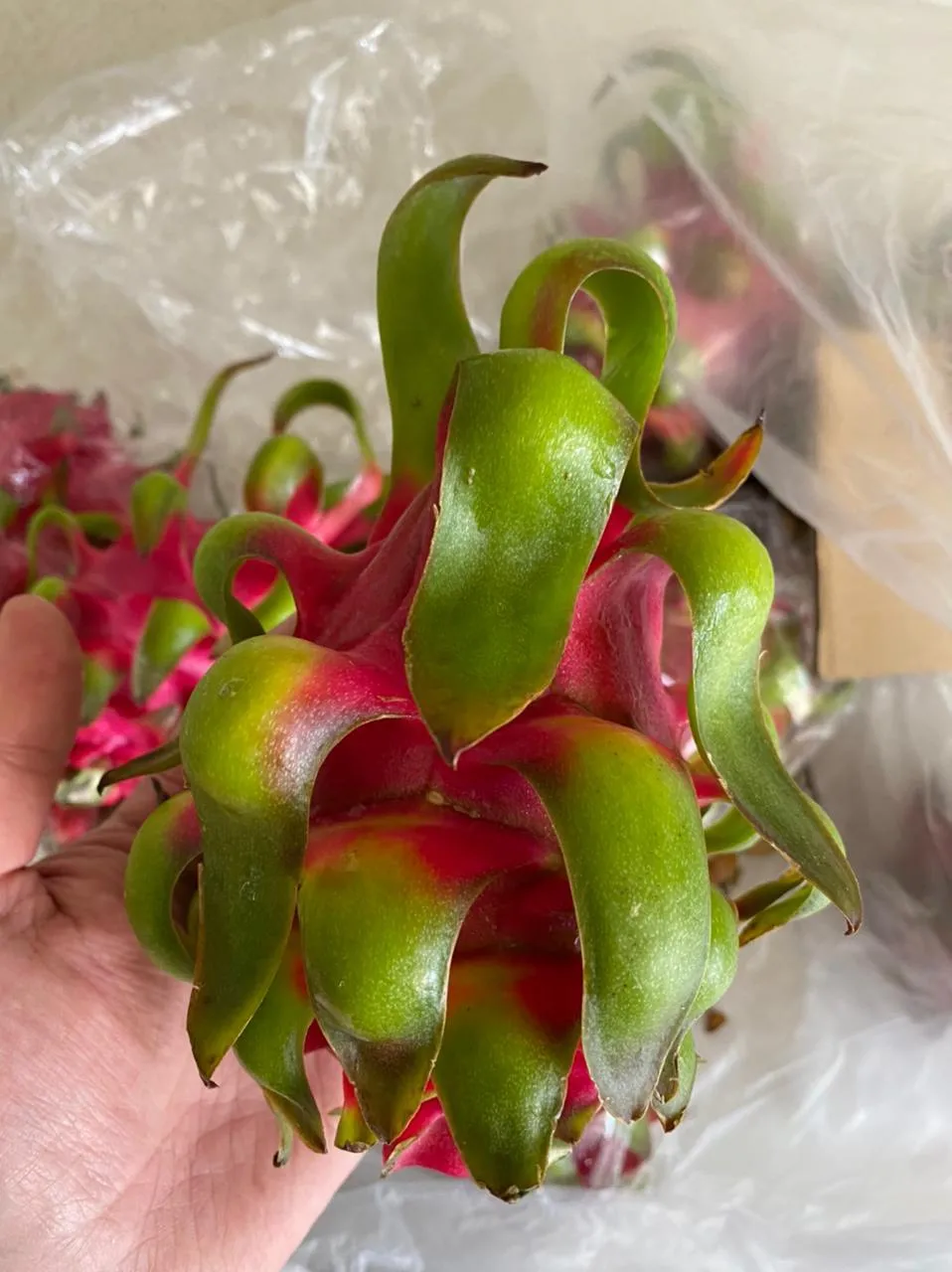 
2021 HASU Best Choice Sale Price New Crop Red Dragon Fruit Shipping From Vietnam With High Grade 