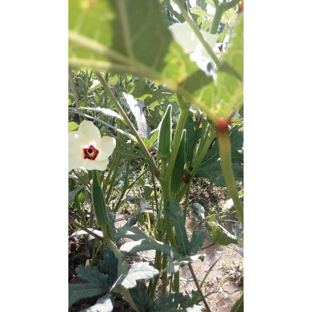 Okra Clemson бесконтактная доставка небольшое количество курьерская