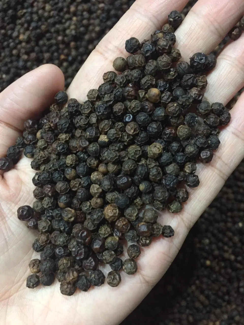 Organic Spicy BLACK PEPPER with Best Price in Bulk Quantity Natural Vietnam Pepper Hot Selling Dried Black Pepper