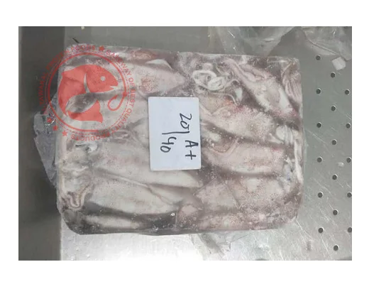 Frozen Whole Loligo Squid For Export in Bulk Quantity High Quality Frozen Loligo Squid Available in Multiple Sizes