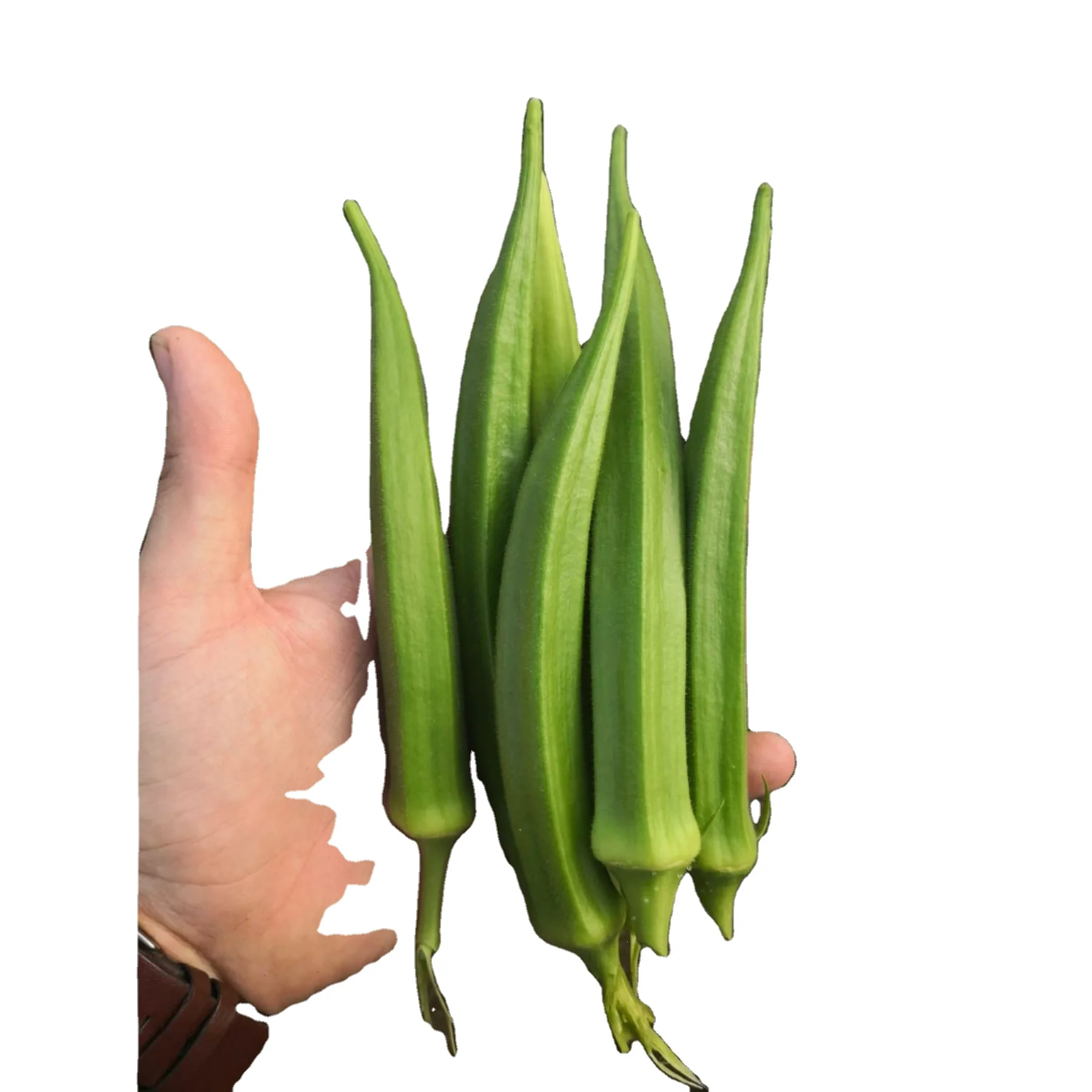 green okra arka anamika by indian exporters growers production of indian okras