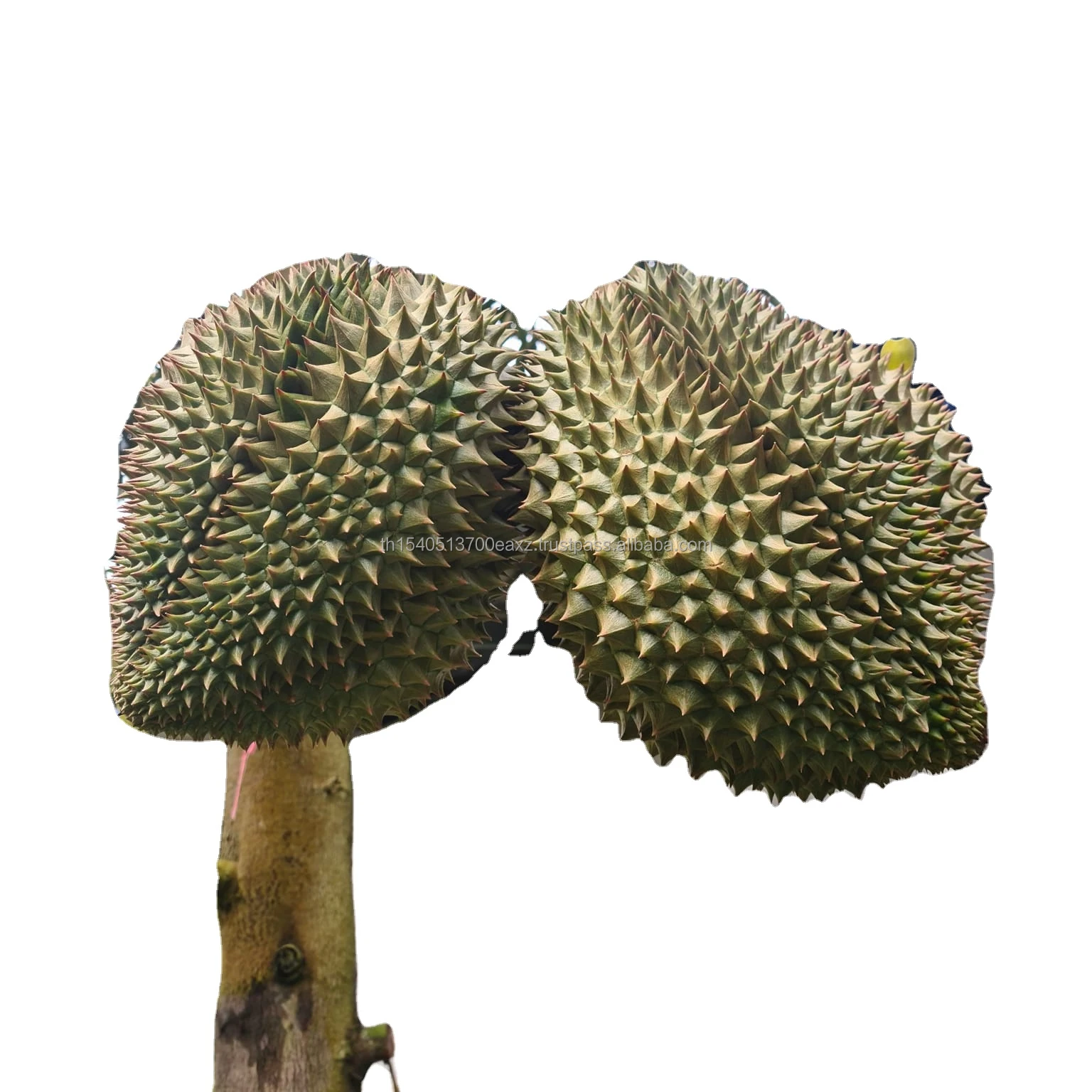 Premium  Durians Monthong from Thailand