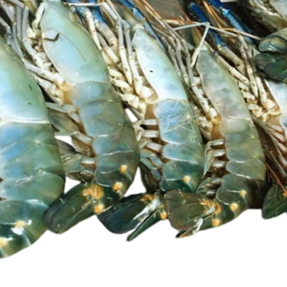Fresh Water Shrimps Chilled by Air Shipment Size U4 U5 U6 U8 U10 Master Seafood Product best quality Origin Bangladesh
