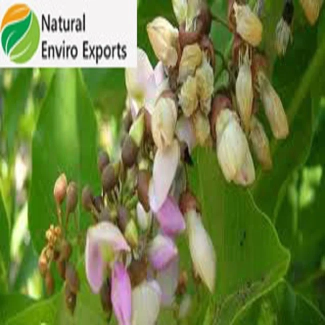 ISO  Certified Bulk Quantity Karanja Oil used as Bio Pesticides for Agriculture