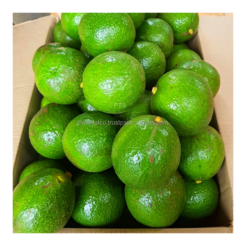 Свежий авокадо из Вьетнама Стенд 7 | 84905042860