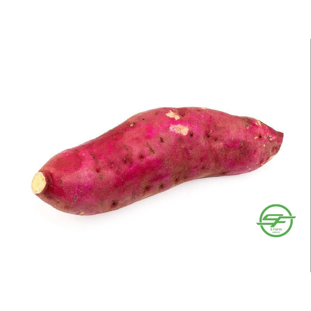 High Quality Customized Low MOQ Fresh Sweet Potato Vietnamese Yellow Sweet Potatoes From Vietnam