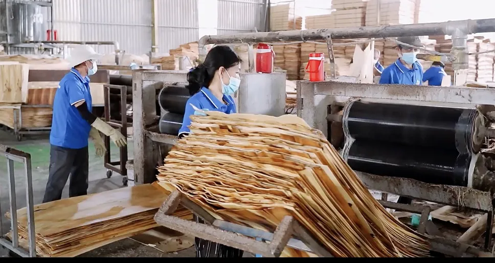 LVB Plywood standard thickness with natural colors core Acacia, Rubber, Pine Glue E0 suitable for making furniture