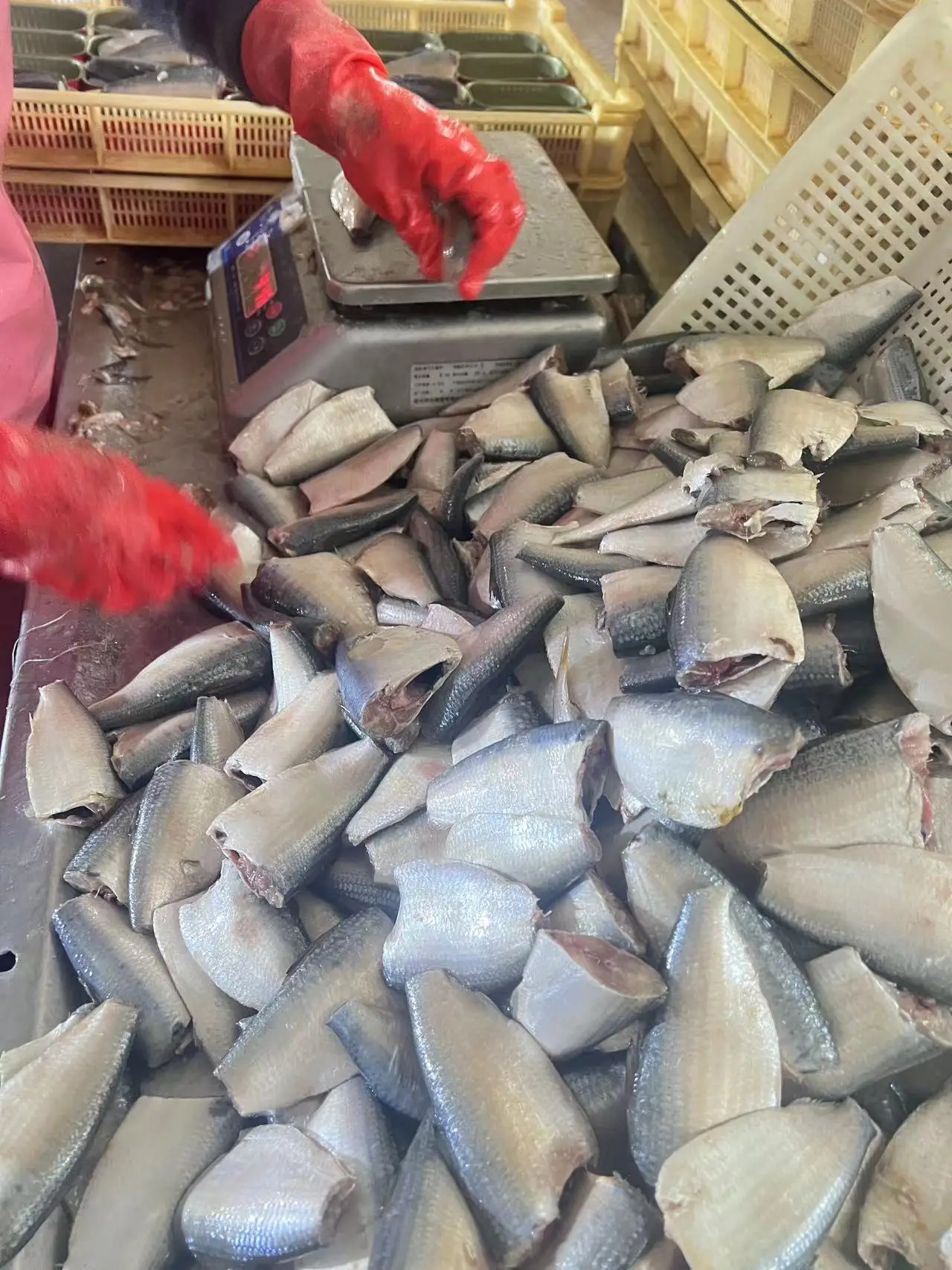 Canned Sardine High Quality Fresh Raw Material in Oil Good Wholesale Price Canned Seafood