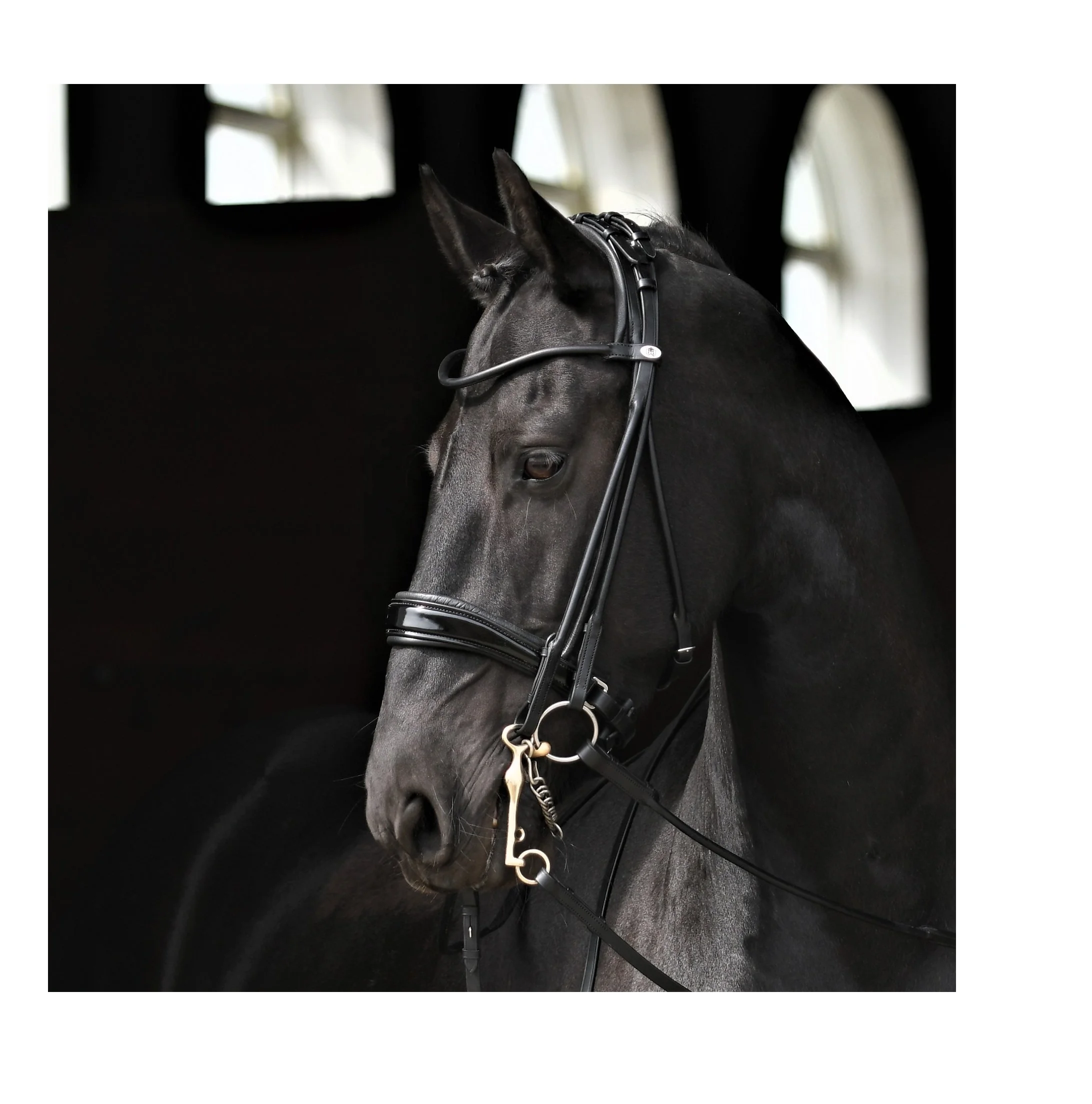 Свернутая уздечка на высококачественной индийской коже с запатентованной лентой для носа, свернутая лента для бровей, пряжки SS и поводки сети