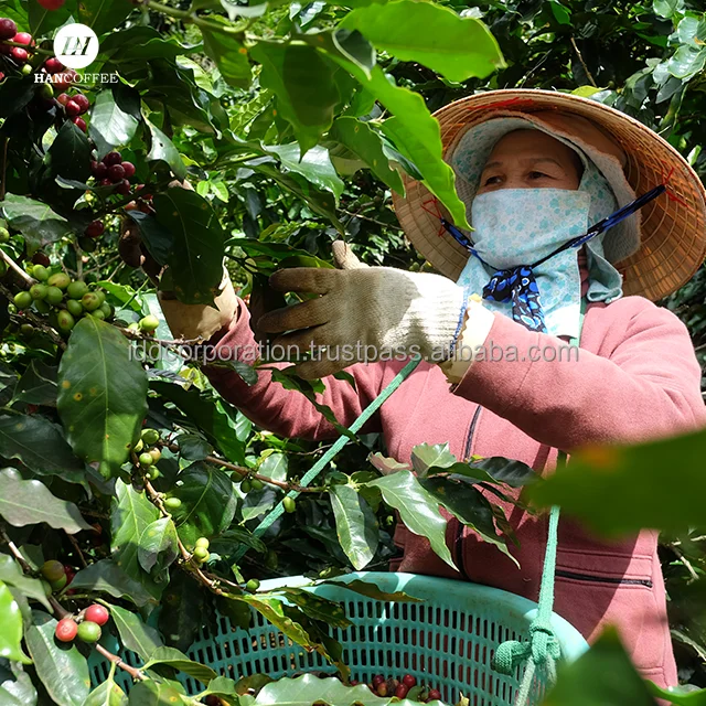 Vietnamese Coffee Factory Raw Coffee Bean High Quality  Beans Wholesale Custom Brand coffee beans arabica bag