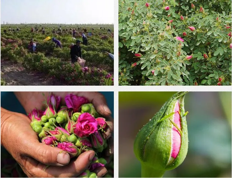 Da Lat rose buds deodorize and disinfect naturally produced at Van An factory in Vietnam