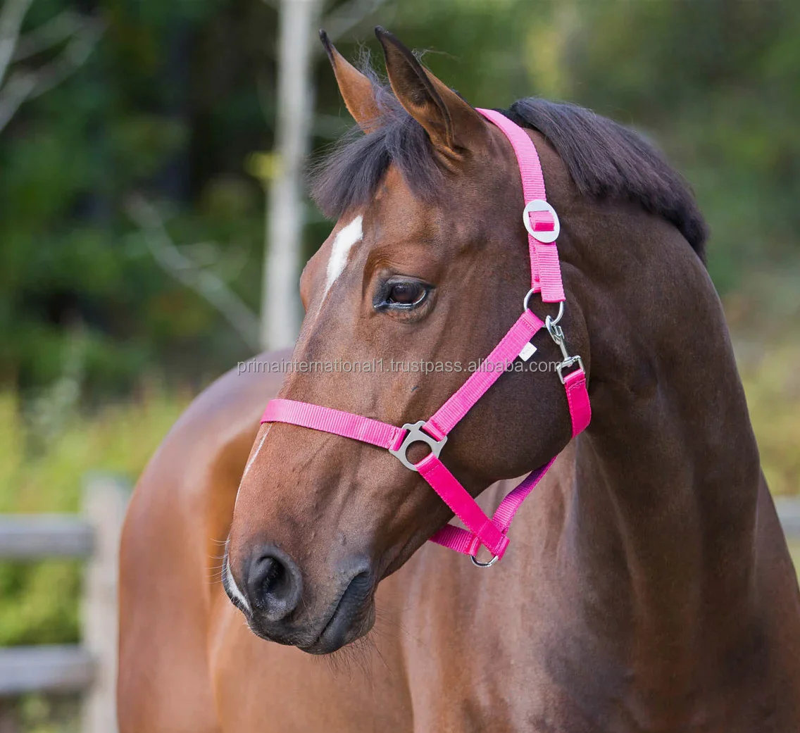 High Quality Nylon and PP Horse Halter Essential Equipment for HorseRiding Multiple color horse halter