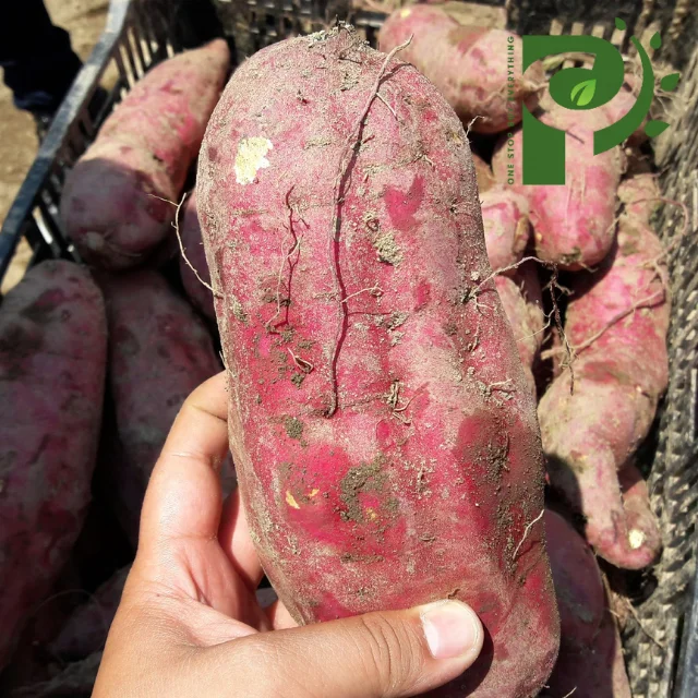 Органический фиолетовый сладкий картофель из Вьетнама высокого качества/100% натуральный картофель-оптовая продажа сладкого картофеля от вьетнамского поставщика